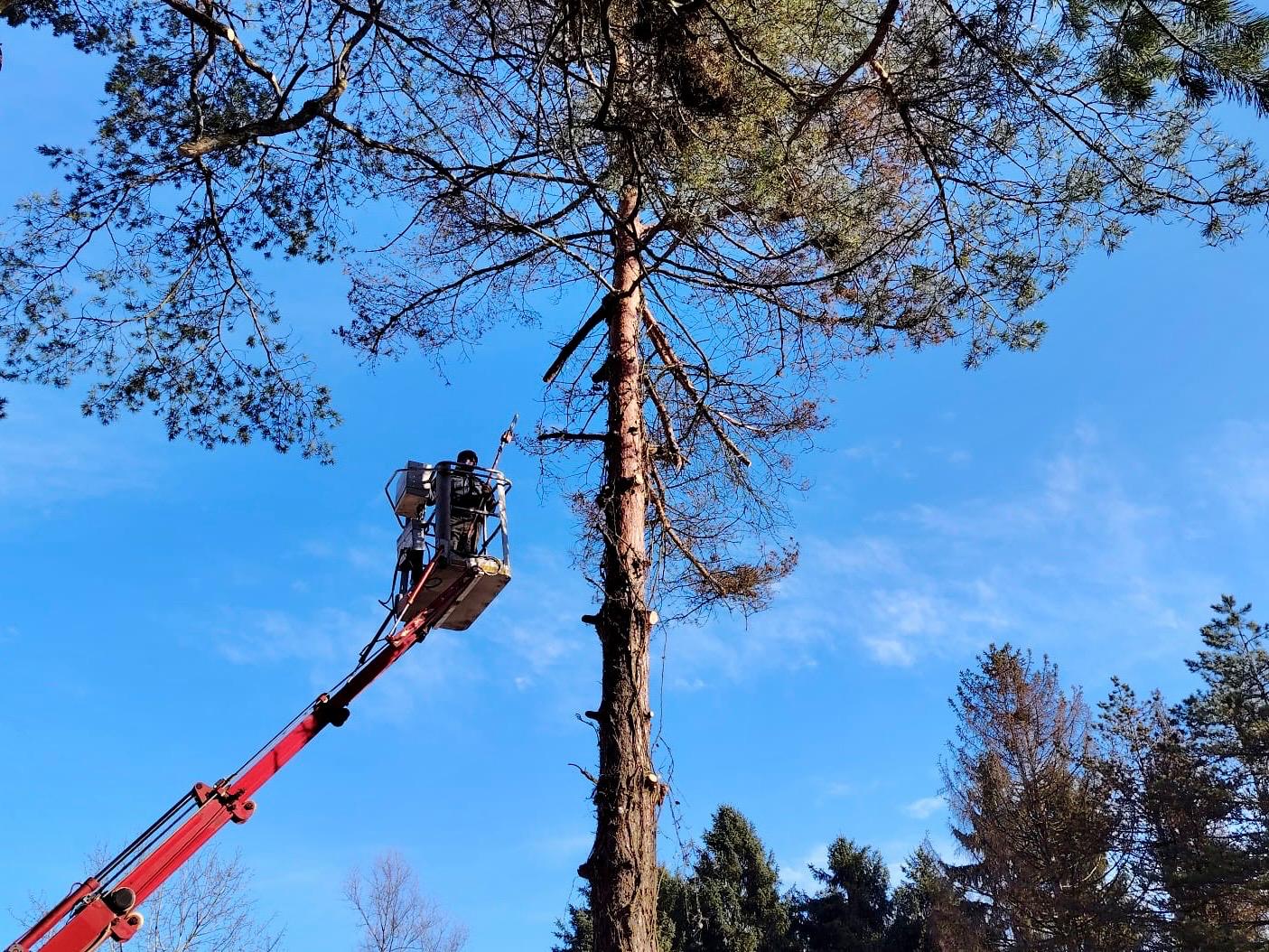 Rusenje drveca stabala sisak